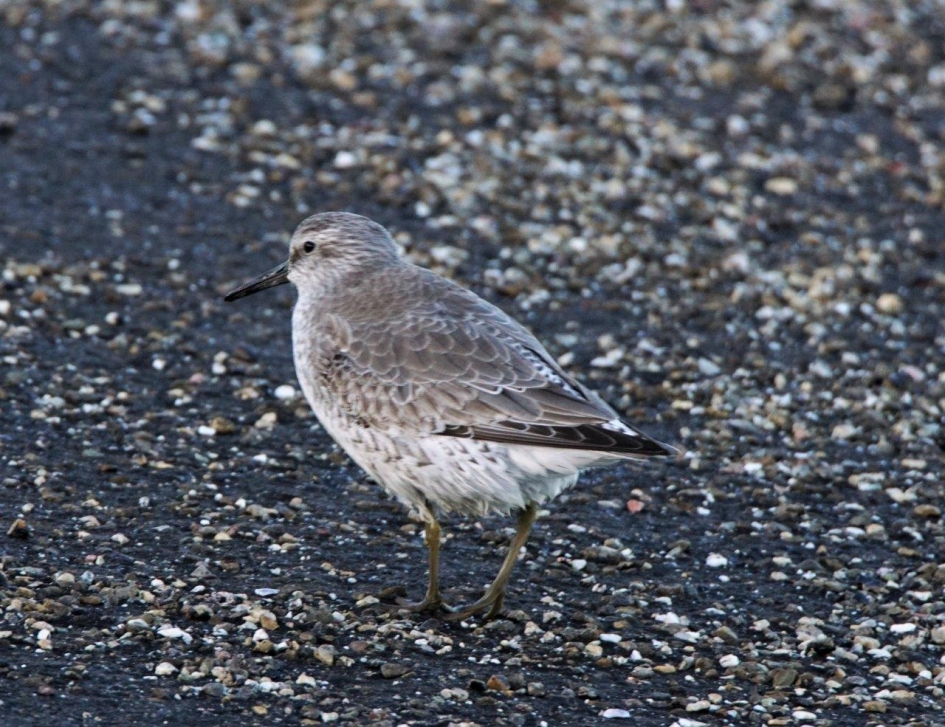 Kanoet - Vogels - kanoet