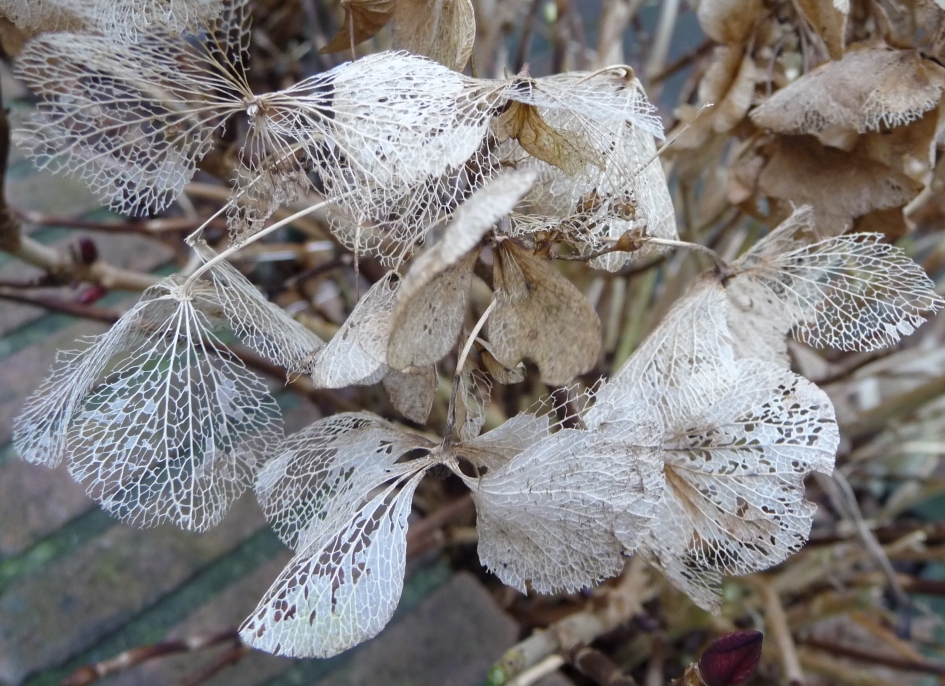 Kantwerkje - Planten - 