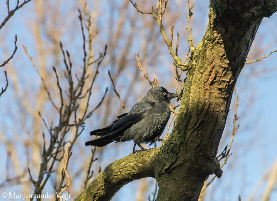 Kauwtje - Vogels - Kauw