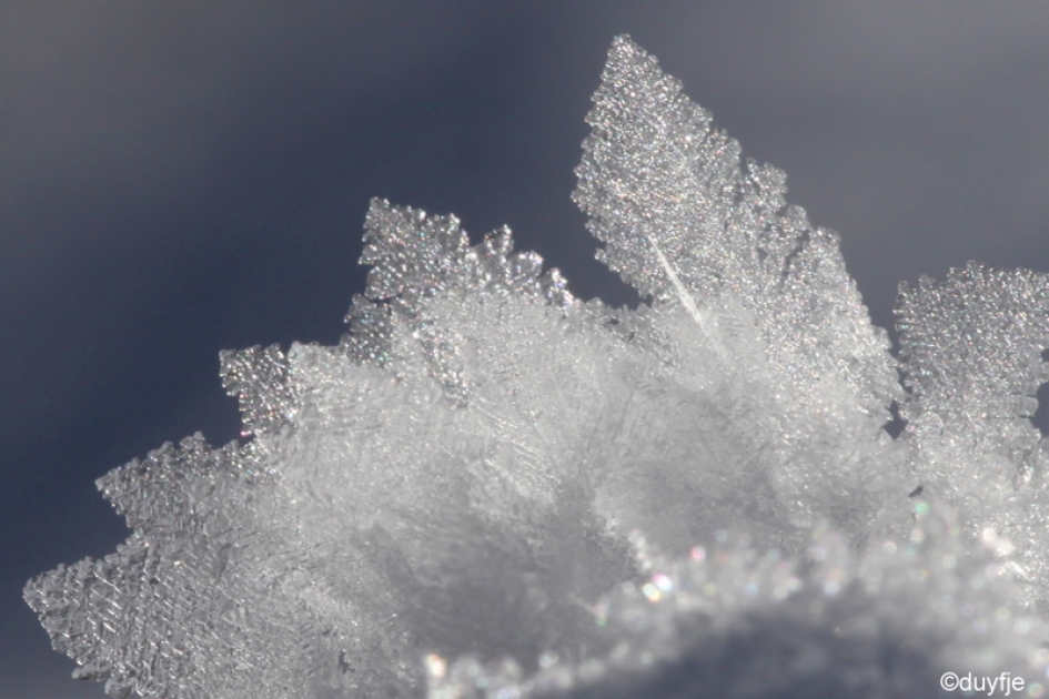 Kerstboompjes - Weer en landschap - 