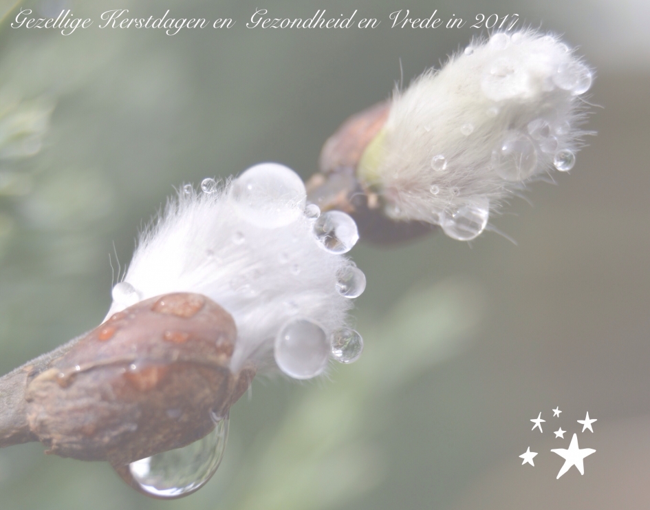 Kerstgroet - Planten - 