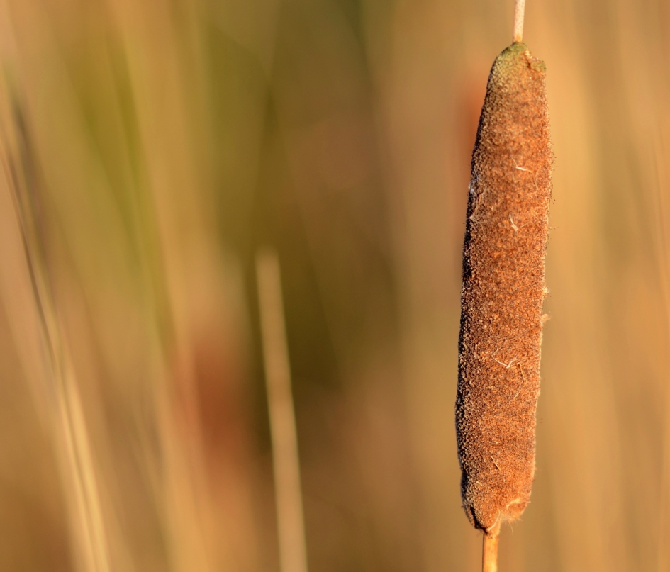 Kleine Lisdodde - Planten - Kleine Lisdodde