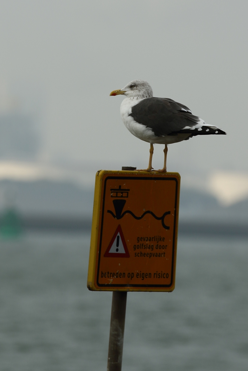 kleine mantelmeeuw -adult- - Vogels - 