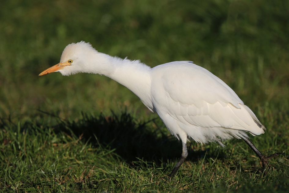 Koereiger - Vogels - Koereiger