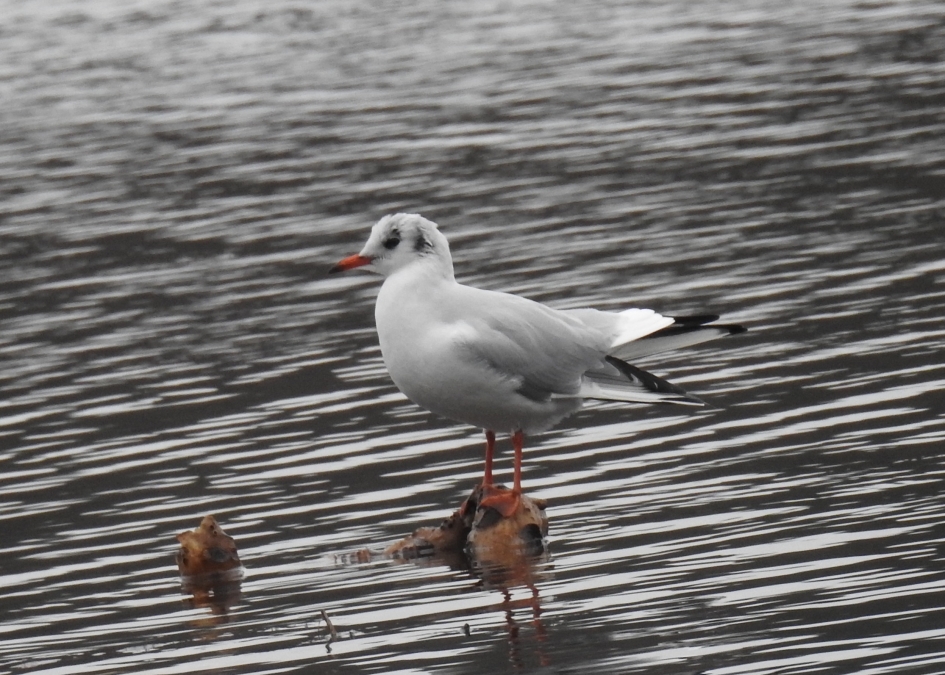 Kokmeeuw in winterkleed. - Vogels - Kokmeeuw