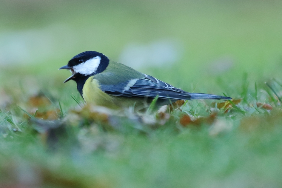 koolmees -m- - Vogels - 