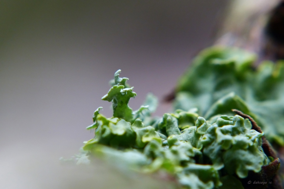 Korstmos - Schimmels - 