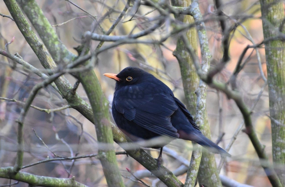 Koud - Vogels - Merel