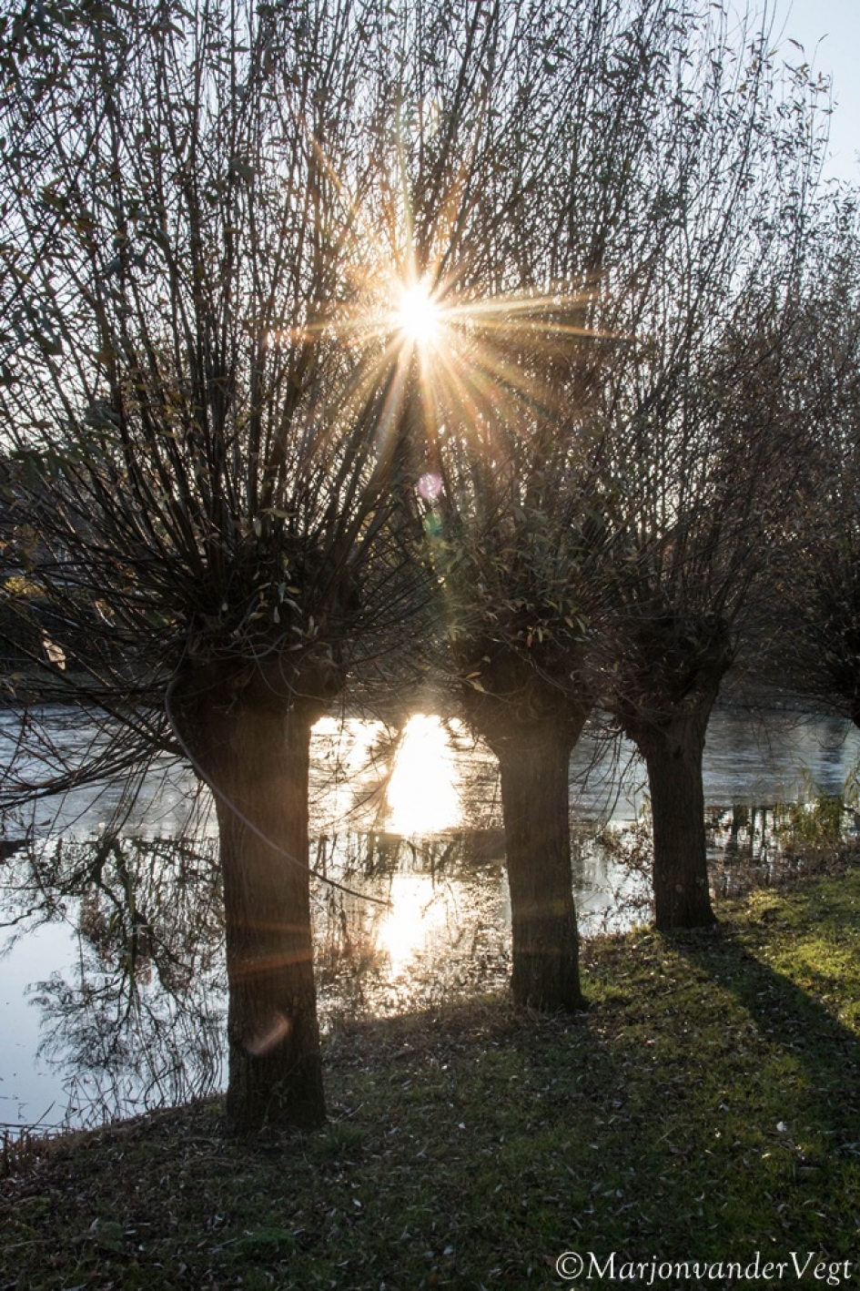 Koud ochtendgloren - Planten - Wilgen