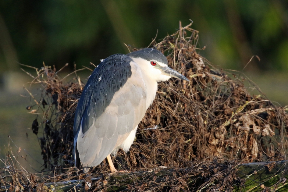 Kouwe K(w)ak - Vogels - 