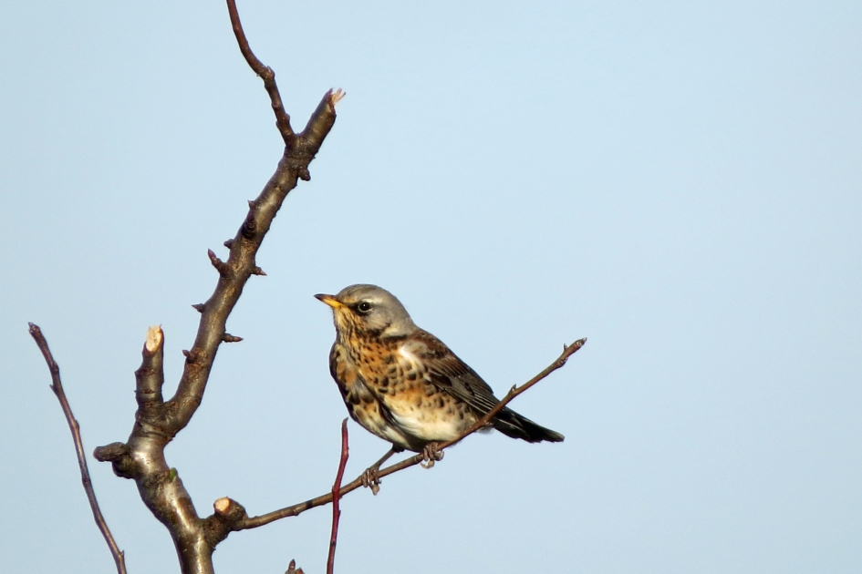 Kramsvogel - Vogels - 