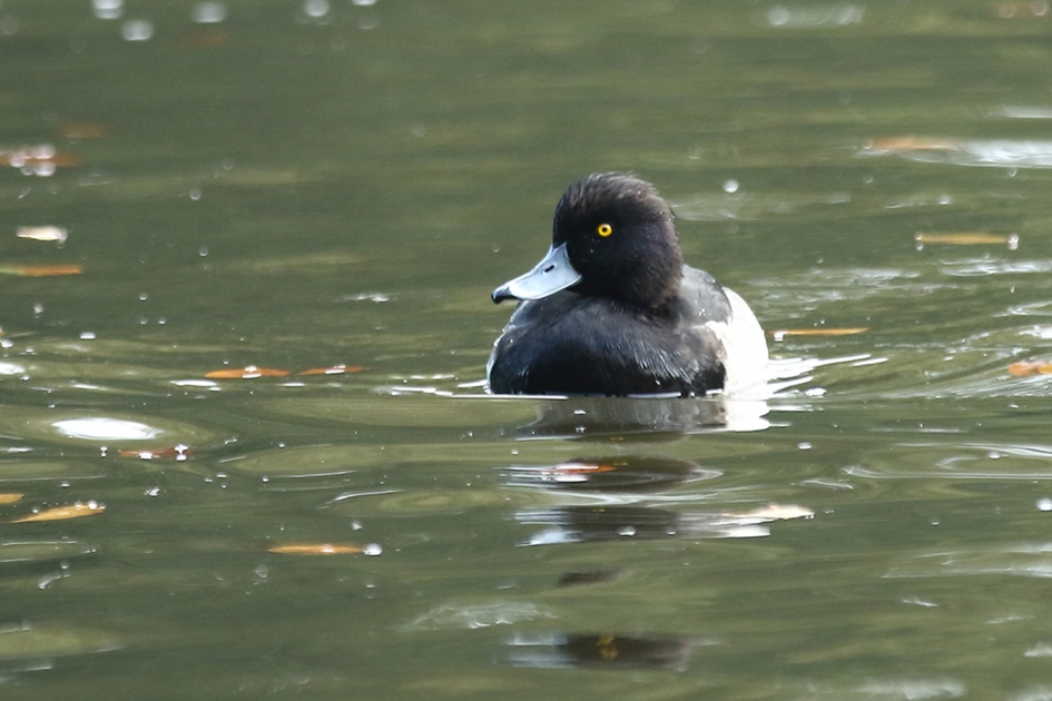 kuifeend -m- - Vogels - 