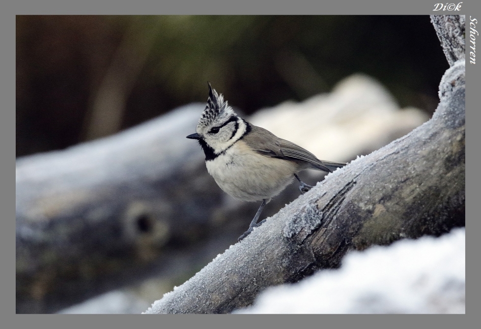 kuifmees - Vogels - kuifmees
