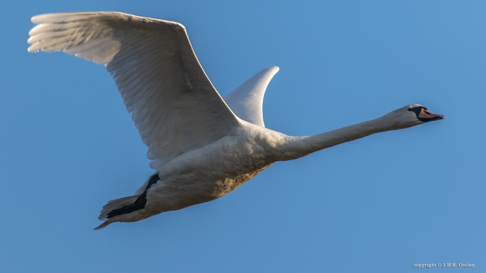 Laagvlieger - Vogels - Knobbelzwaan