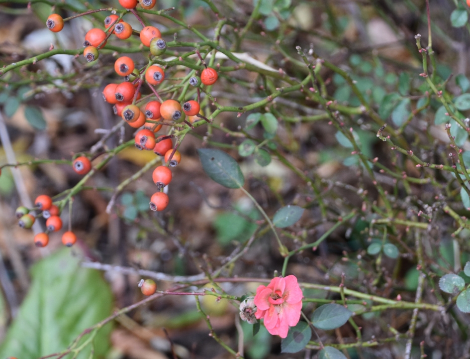 Laatste roosje - Planten - 