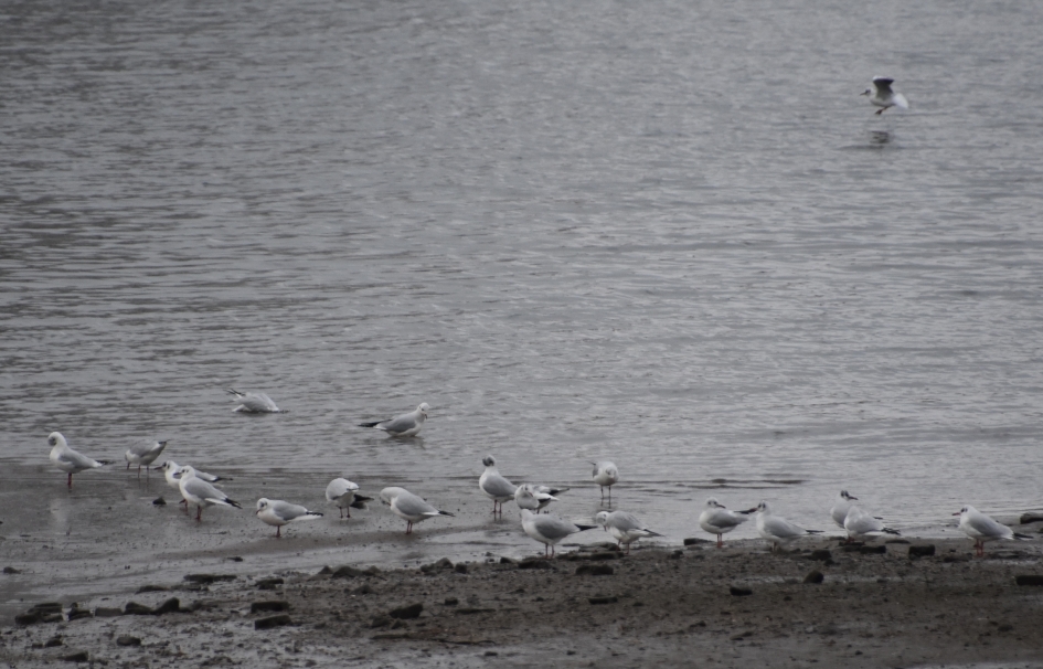 Langs de Lek - Vogels - 