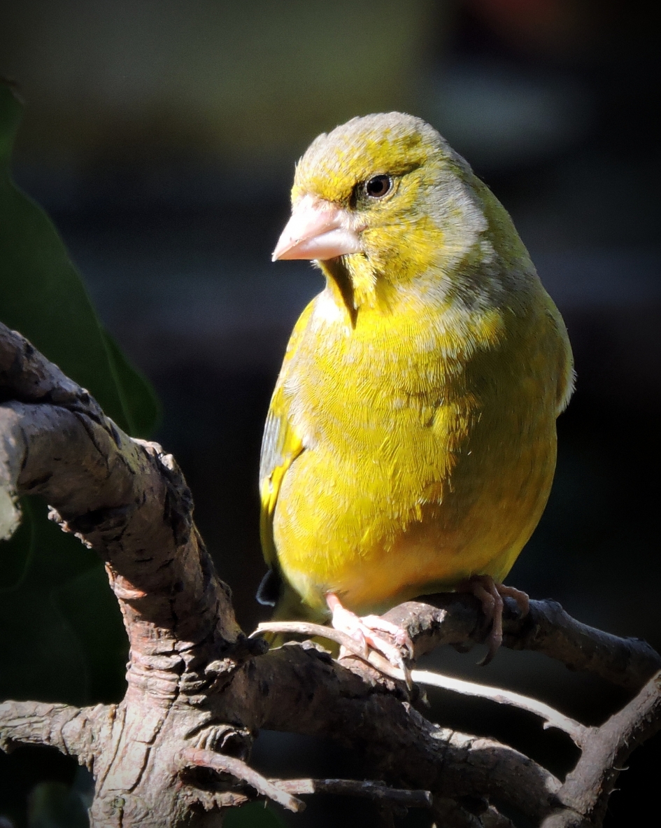 Lekker in de zon - Vogels - Groenling