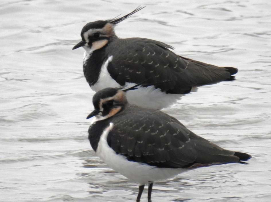 Lekker met zijn tweetjes - Vogels - Kievit