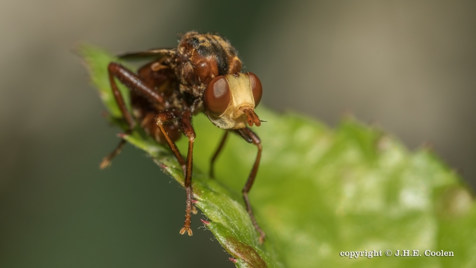 Lelijk - Geleedpotigen - Roestbruine Kromlijf
