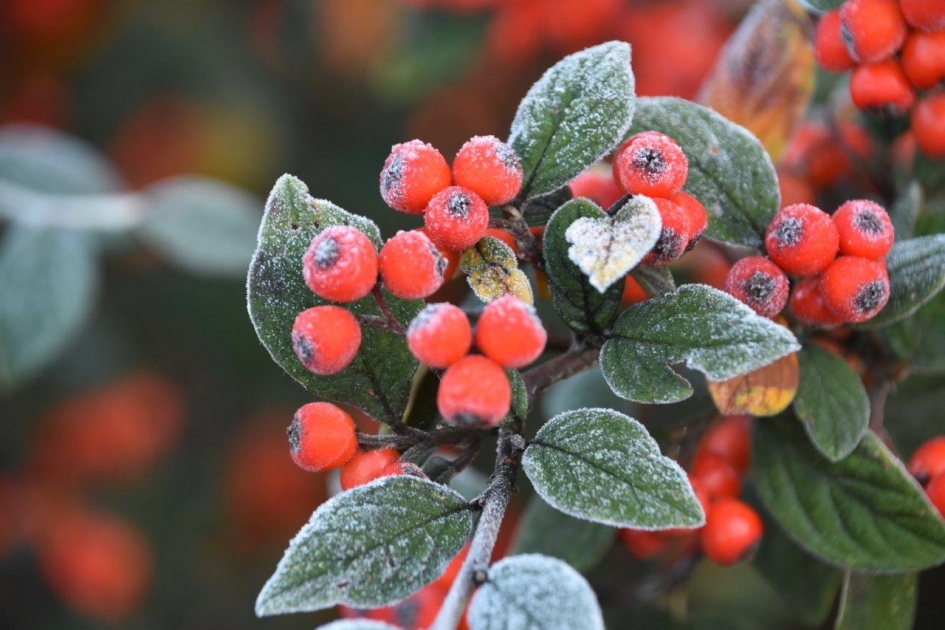 Lichte vorst - Planten - 