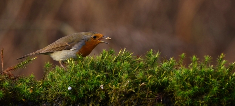 Lunchtime - Vogels - Roodborst