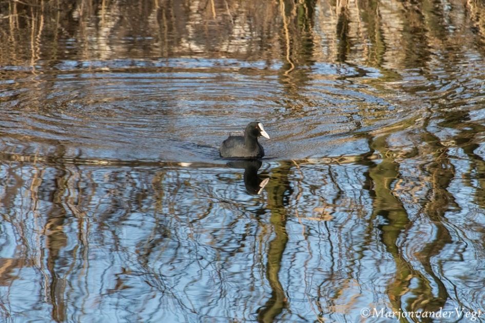 Meerkoet - Vogels - meerkoet
