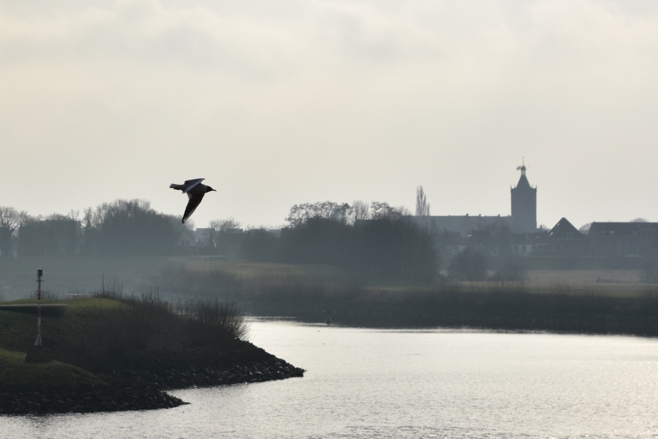 Meeuw in vlucht - Vogels - 