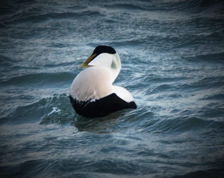 Met de borst voor uit - Vogels - Eider eend