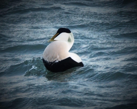 Met de borst voor uit