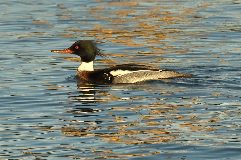 middelste zaagbek -m- - Vogels - 