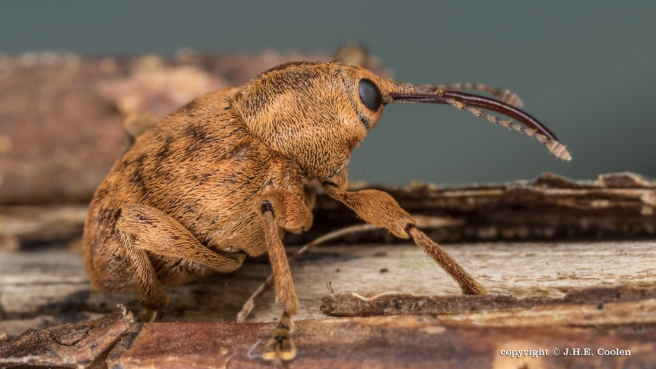 Mijn favoriet... - Geleedpotigen - Eikelboorsnuitkever