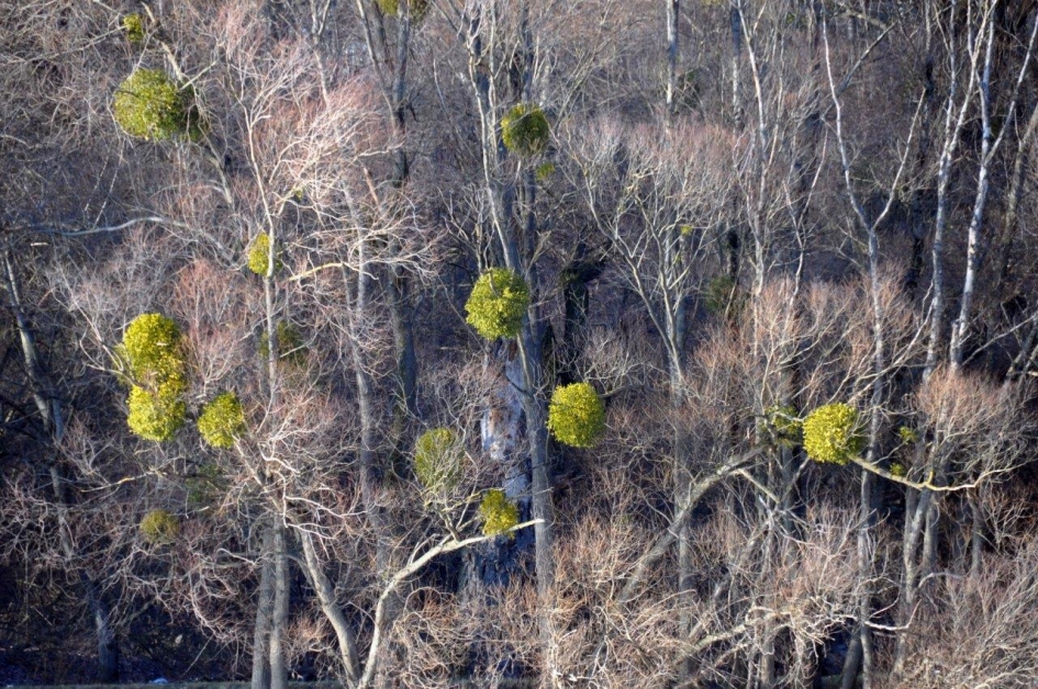 Mistletoe... - Planten - 