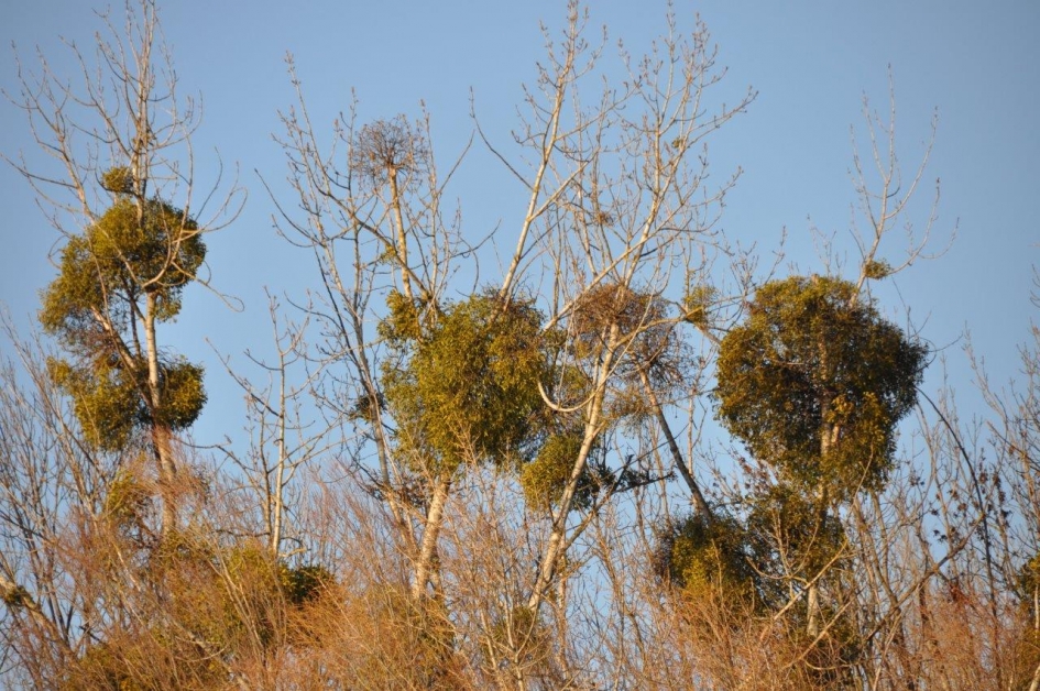 Maretak.. - Planten - 