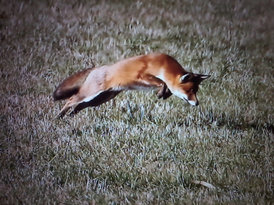 Muizenjagende vos - Zoogdieren - Vos