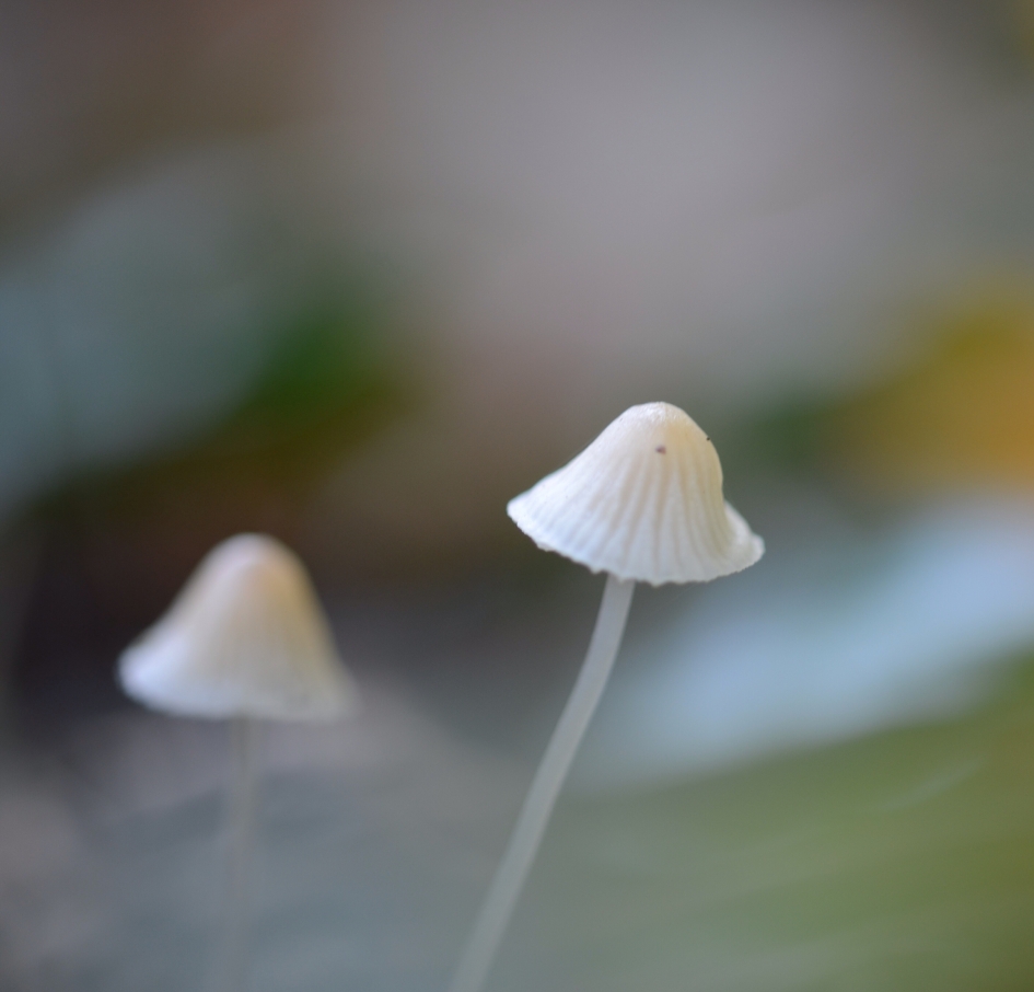 Mycena - Schimmels - Mycena spec.