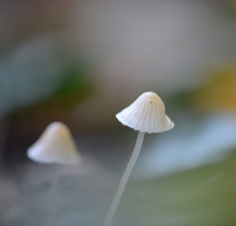 Mycena