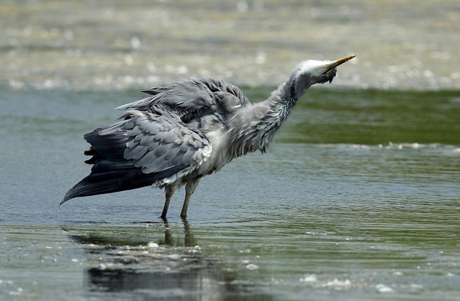 Hé, een familielid... - Vogels - 