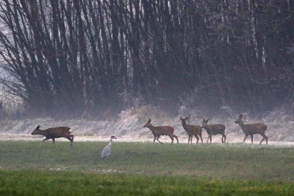 Aan reeën geen gebrek.. - Zoogdieren - 