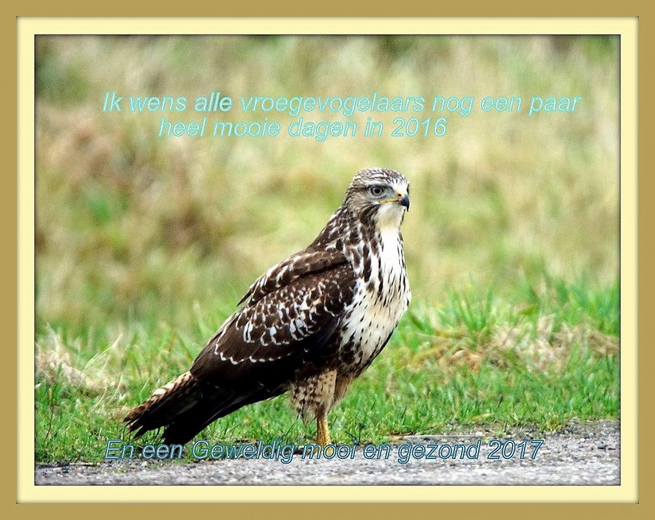 Naar een Nieuwjaar - Vogels - Buizerd