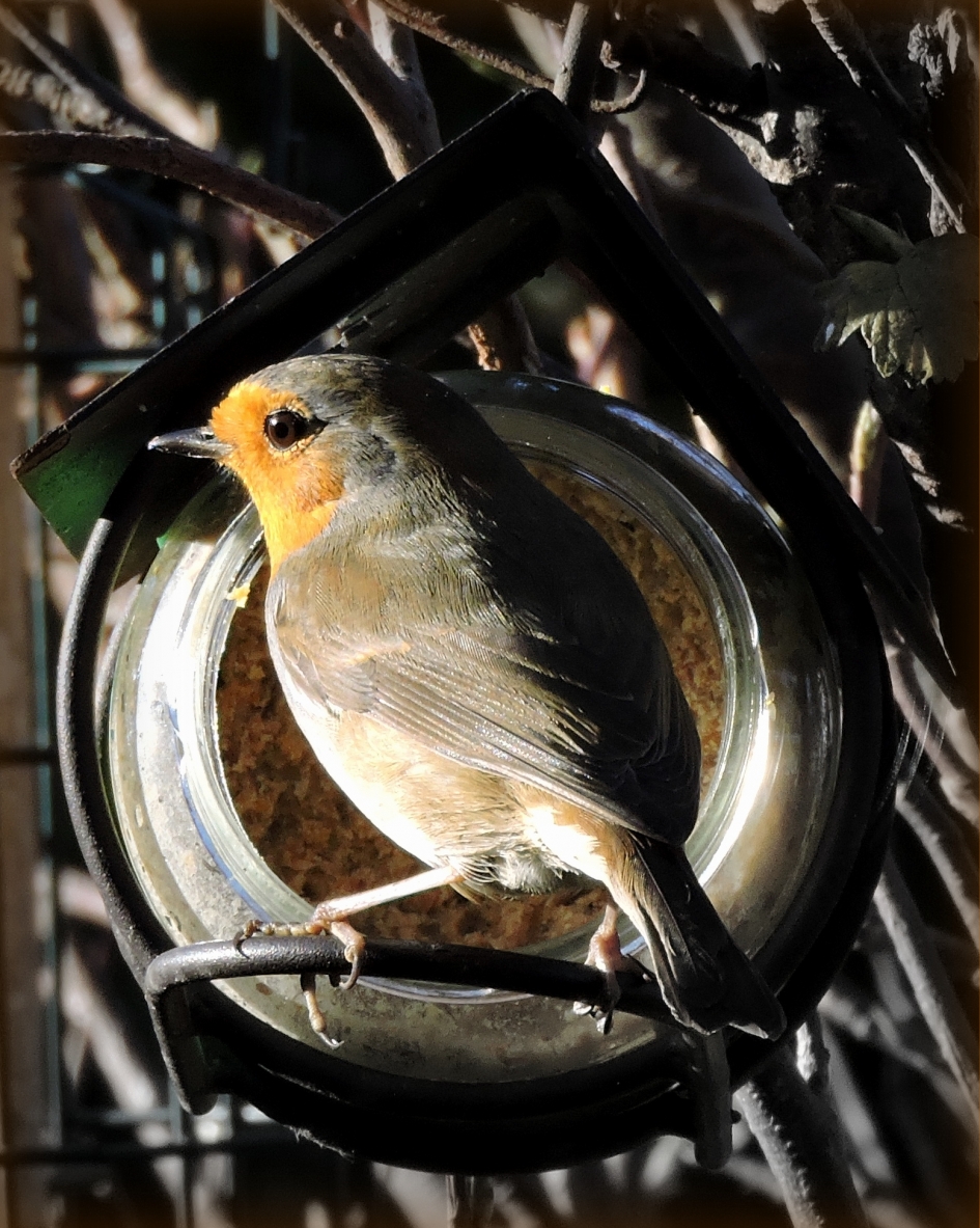 Nog even een hapje pindakaas - Vogels - Roodborst