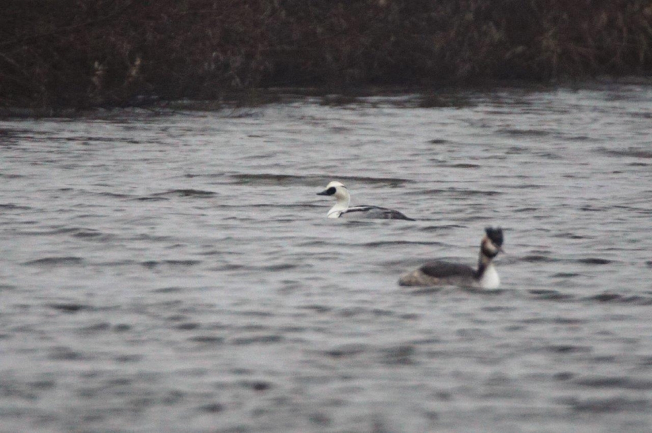 Nonnetje - Vogels - Nonnetje