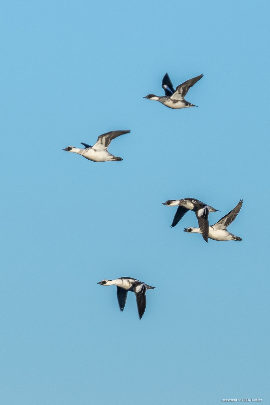 Nonnetjes - Vogels - Nonnetje