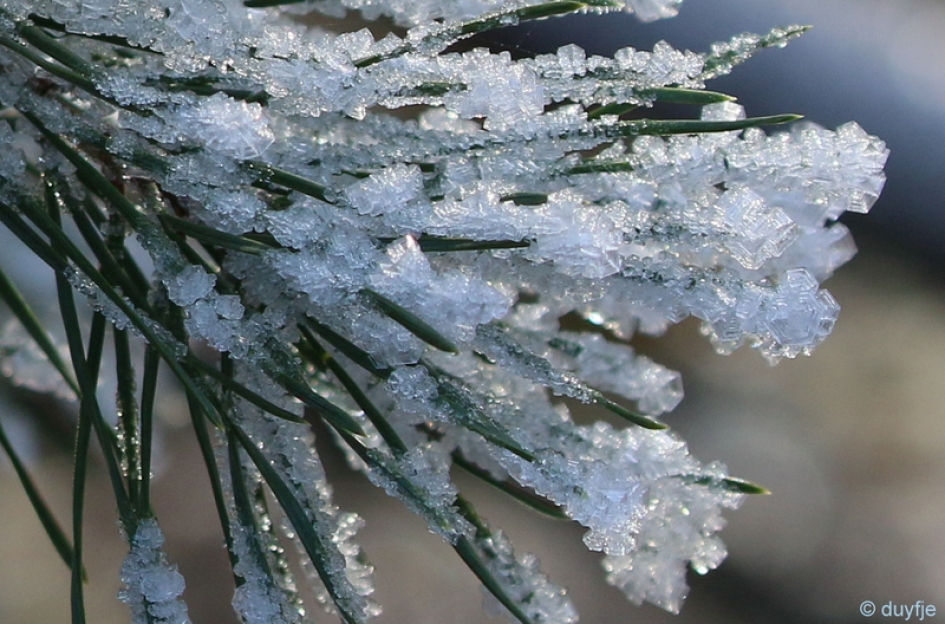 o Denneboom... - Planten - 