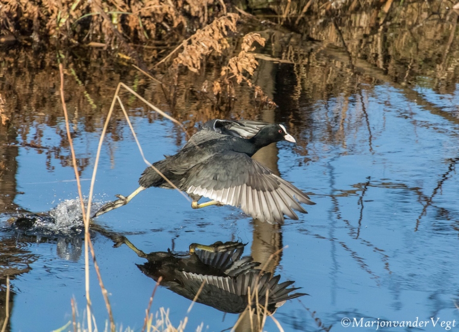 On the run - Vogels - meerkoet