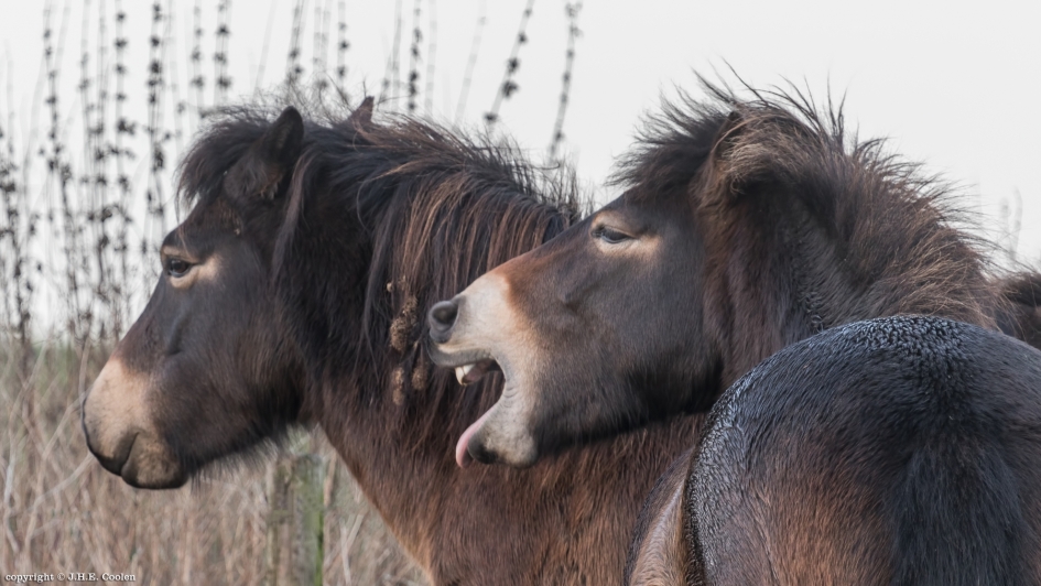 Onderling gesprek - Zoogdieren - Exmoorpony