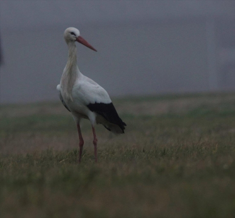 ooievaar 2