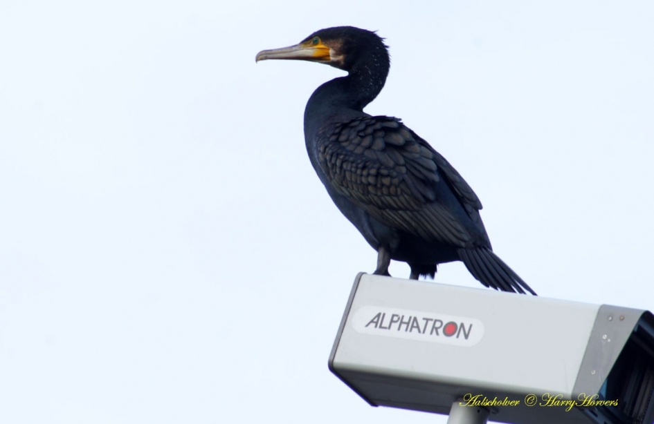 op de uitkijk 1 - Vogels - 