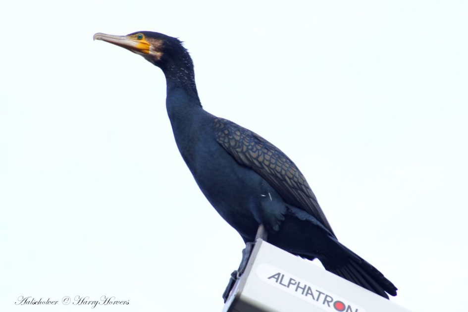 op de uitkijk 2 - Vogels - 