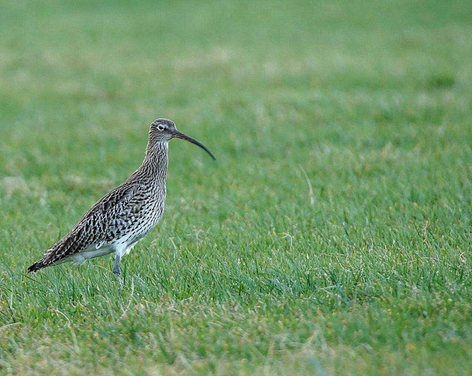 Op je tellen passen - Vogels - Wulp