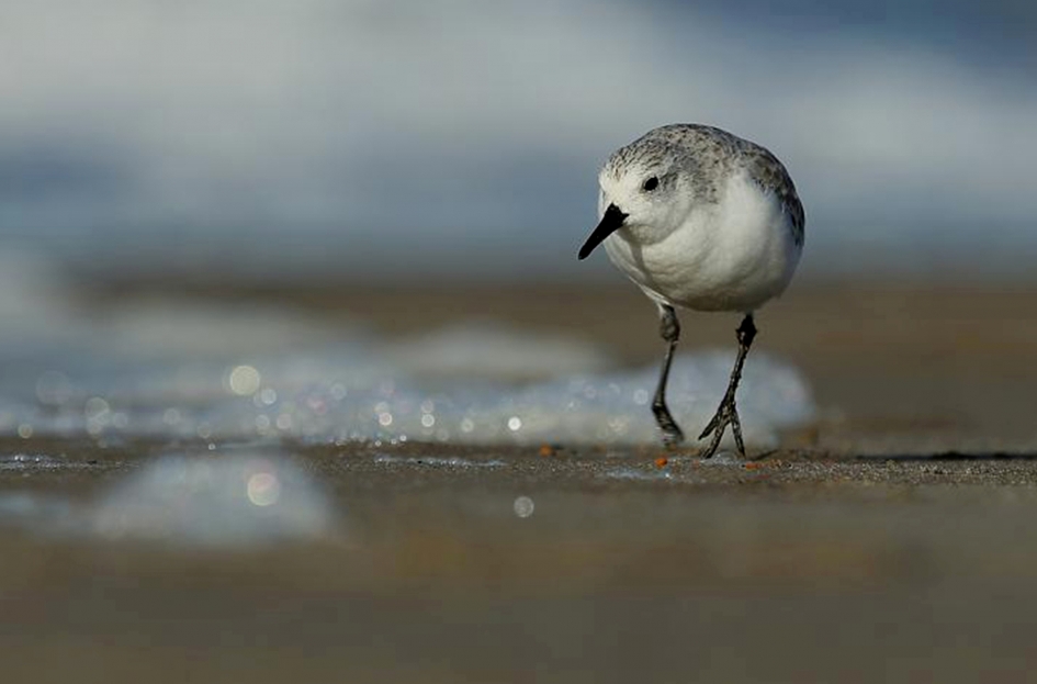 Op m'n tenen.... - Vogels - 